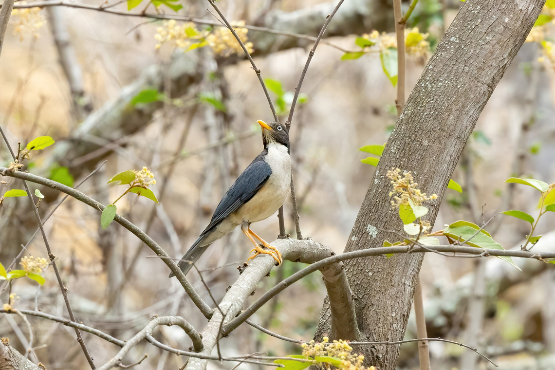 Plumbeous-backed thrush (Turdus reevei) Quebrada Frejolillo, Piura, Peru. Feb 4, 2023 Geotagged,Peru,Plumbeous-backed thrush,Summer,Turdus reevei