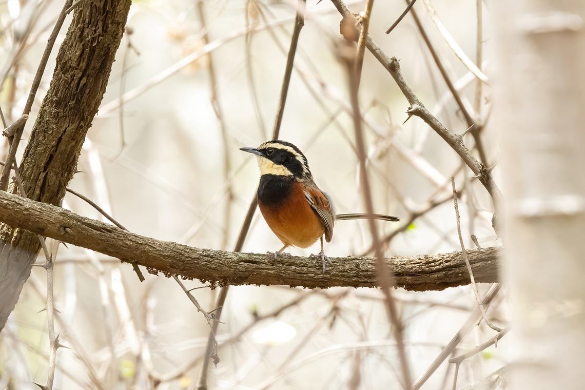 Elegant crescentchest (Melanopareia elegans) Quebrada Frejolillo, Piura, Peru. Feb 4, 2023 Elegant crescentchest,Geotagged,Melanopareia elegans,Peru,Summer