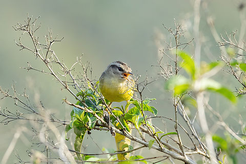 Three-banded Warbler (Basileuterus trifasciatus) Abra Porculla, Piura, Peru. Feb 3, 2023 Basileuterus trifasciatus,Geotagged,Peru,Summer,Three-banded warbler