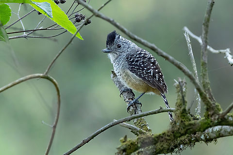 Chapman's Antshrike (Thamnophilus zarumae) - male Abra Porculla, Piura, Peru. Feb 3, 2023 Chapmans antshrike,Geotagged,Peru,Summer,Thamnophilus zarumae