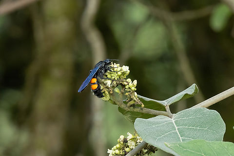 Saddleback Scoliid Wasp