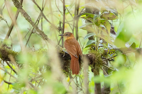 Rufous-necked Foliage-Gleaner (Syndactyla ruficollis) Abra Porculla, Piura, Peru. Feb 3, 2023 Geotagged,Peru,Rufous-necked foliage-gleaner,Summer,Syndactyla ruficollis
