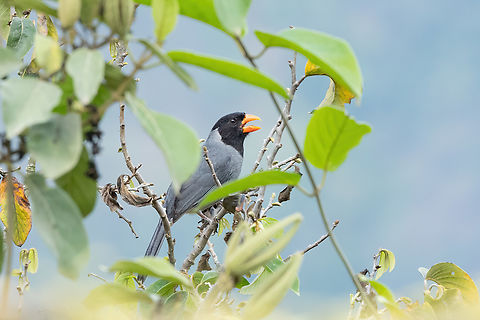 Black-cowled saltator