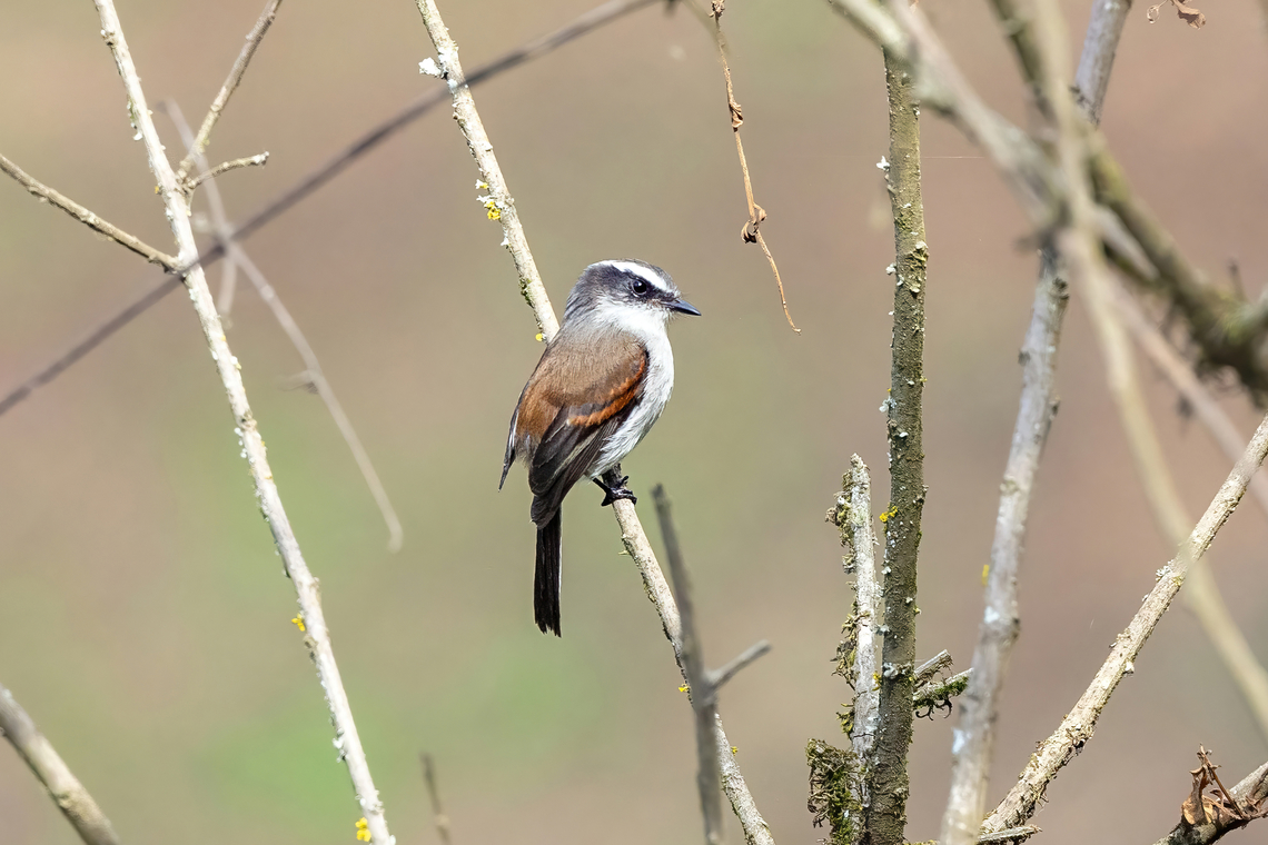 Piura Chat-Tyrant (Ochthoeca piurae) Abra Porculla, Piura, Peru. Feb 3, 2023 Geotagged,Ochthoeca piurae,Peru,Piura chat-tyrant,Summer