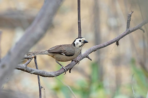 White-headed brushfinch (Atlapetes albiceps) La Pe&ntilde;a, Salas, Lambayeque, Peru. Feb 2, 2023 Atlapetes albiceps,Geotagged,Peru,Summer,White-headed brushfinch