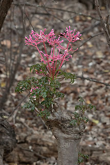 Vasconcellea parviflora
