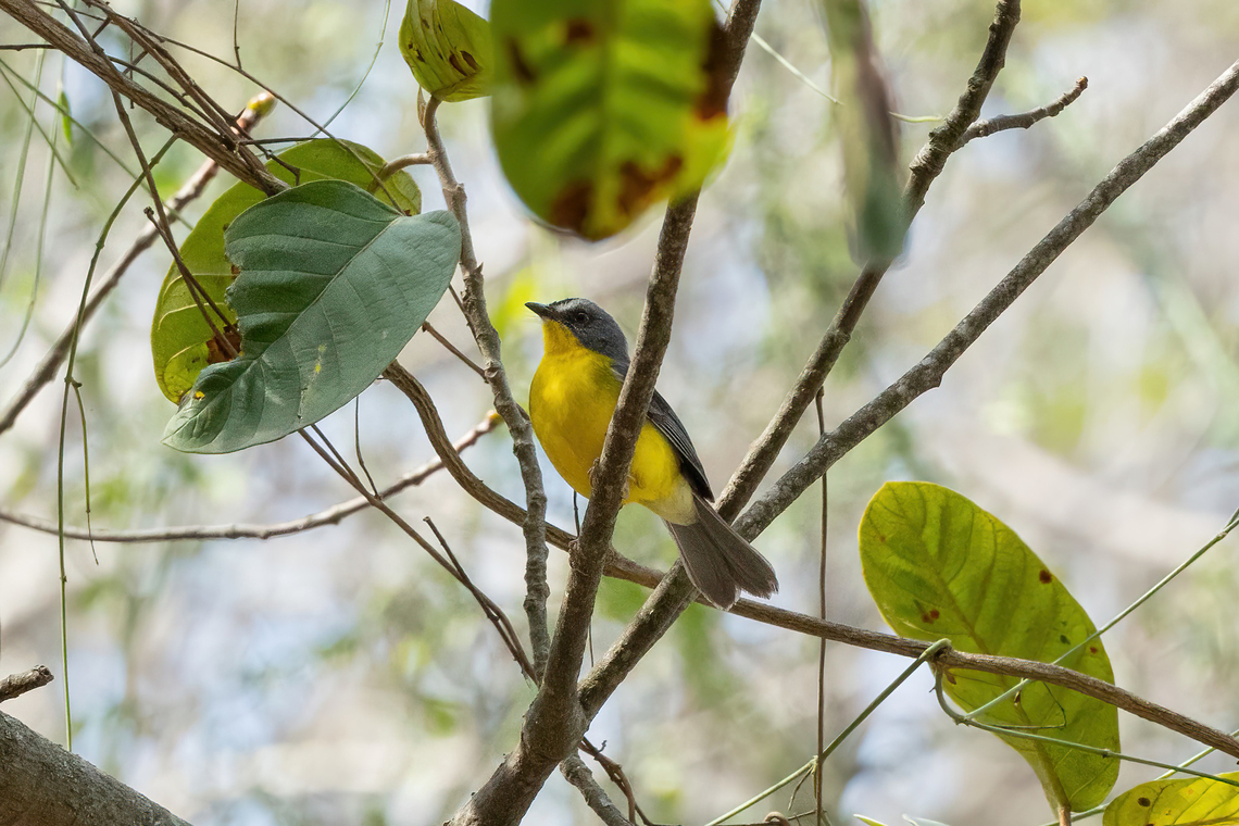 Gray-and-gold Warbler (Myiothlypis fraseri) La Pe&ntilde;a, Salas, Lambayeque, Peru. Feb 2, 2023 Geotagged,Grey-and-gold warbler,Myiothlypis fraseri,Peru,Summer
