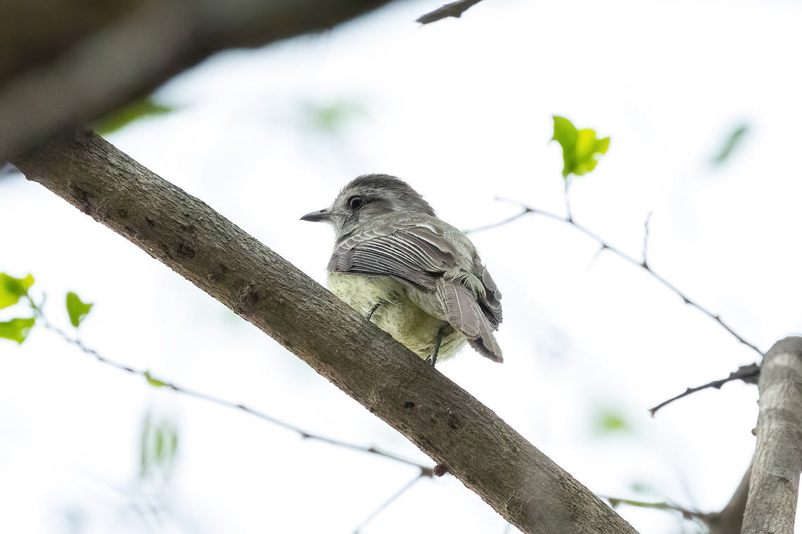 Pacific Elaenia (Myiopagis subplacens) El Sauce, Salas, Lambayeque, Peru. Feb 2, 2023 Geotagged,Myiopagis subplacens,Pacific elaenia,Peru,Summer