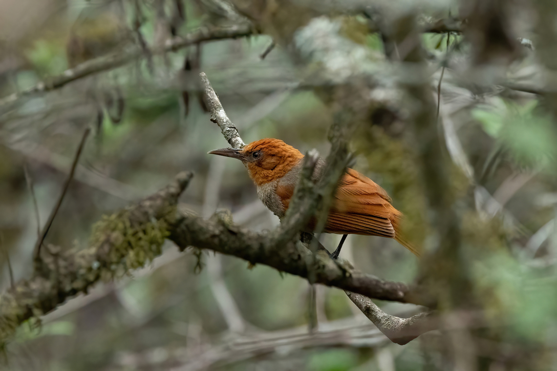 Henna-hooded Foliage-Gleaner (Clibanornis erythrocephalus) El Banco, Salas, Lambayeque, Peru. Feb 2, 2023 Clibanornis erythrocephalus,Geotagged,Henna-hooded foliage-gleaner,Peru,Summer