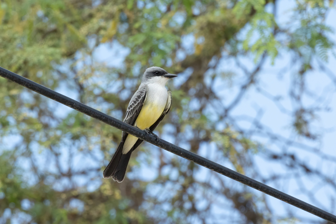 Snowy-throated Kingbird (Tyrannus niveigularis) Virrey, Piura, Peru. Feb 1, 2023 Geotagged,Peru,Snowy-throated kingbird,Summer,Tyrannus niveigularis