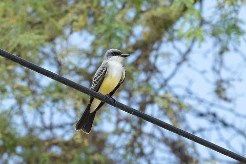 Snowy-throated Kingbird (Tyrannus niveigularis) Virrey, Piura, Peru. Feb 1, 2023 Geotagged,Peru,Snowy-throated kingbird,Summer,Tyrannus niveigularis