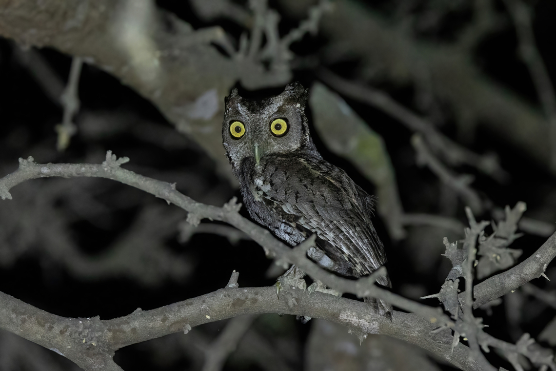 Peruvian screech owl (Megascops roboratus) Los Faiques Ecolodge, Lambayeque, Peru. Feb 2, 2023 Geotagged,Megascops roboratus,Peru,Peruvian screech owl,Summer