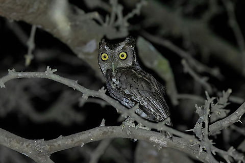 Peruvian screech owl (Megascops roboratus) Los Faiques Ecolodge, Lambayeque, Peru. Feb 2, 2023 Geotagged,Megascops roboratus,Peru,Peruvian screech owl,Summer