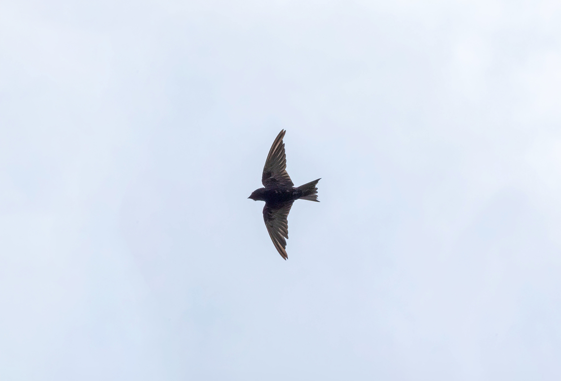Peruvian martin (Progne murphyi) Chilca, Lima, Peru. Feb 12, 2023 Geotagged,Peru,Peruvian martin,Progne murphyi,Summer