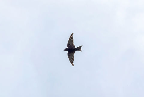 Peruvian martin (Progne murphyi) Chilca, Lima, Peru. Feb 12, 2023 Geotagged,Peru,Peruvian martin,Progne murphyi,Summer