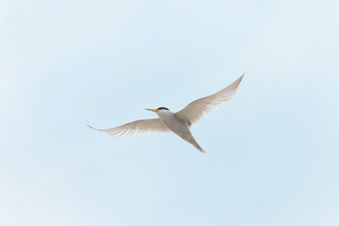 Peruvian tern (Sternula lorata) Chilca, Lima, Peru. Feb 12, 2023 Geotagged,Peru,Peruvian tern,Sternula lorata,Summer