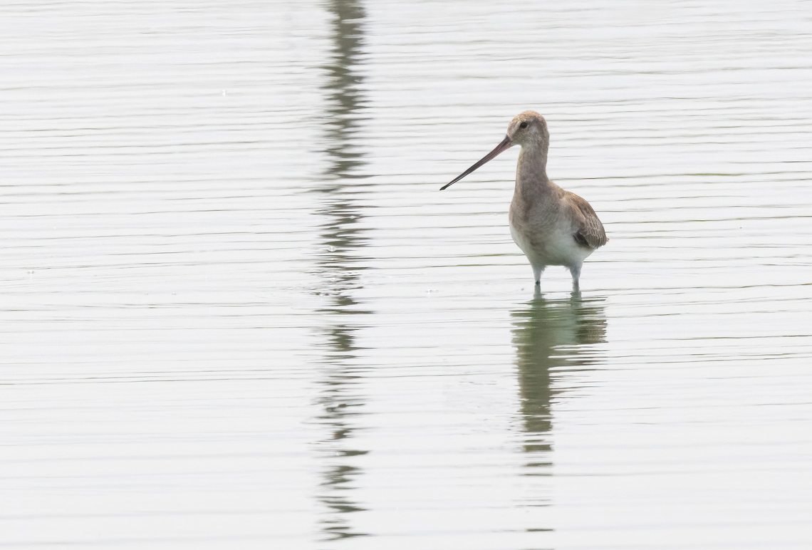 Hudsonian godwit (Limosa haemastica) Chilca, Lima, Peru. Feb 12, 2023 Geotagged,Hudsonian godwit,Limosa haemastica,Peru,Summer
