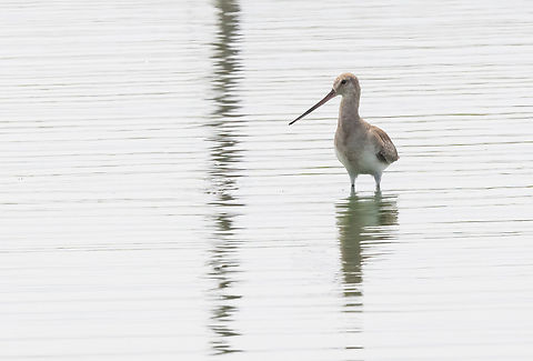 Hudsonian godwit (Limosa haemastica) Chilca, Lima, Peru. Feb 12, 2023 Geotagged,Hudsonian godwit,Limosa haemastica,Peru,Summer