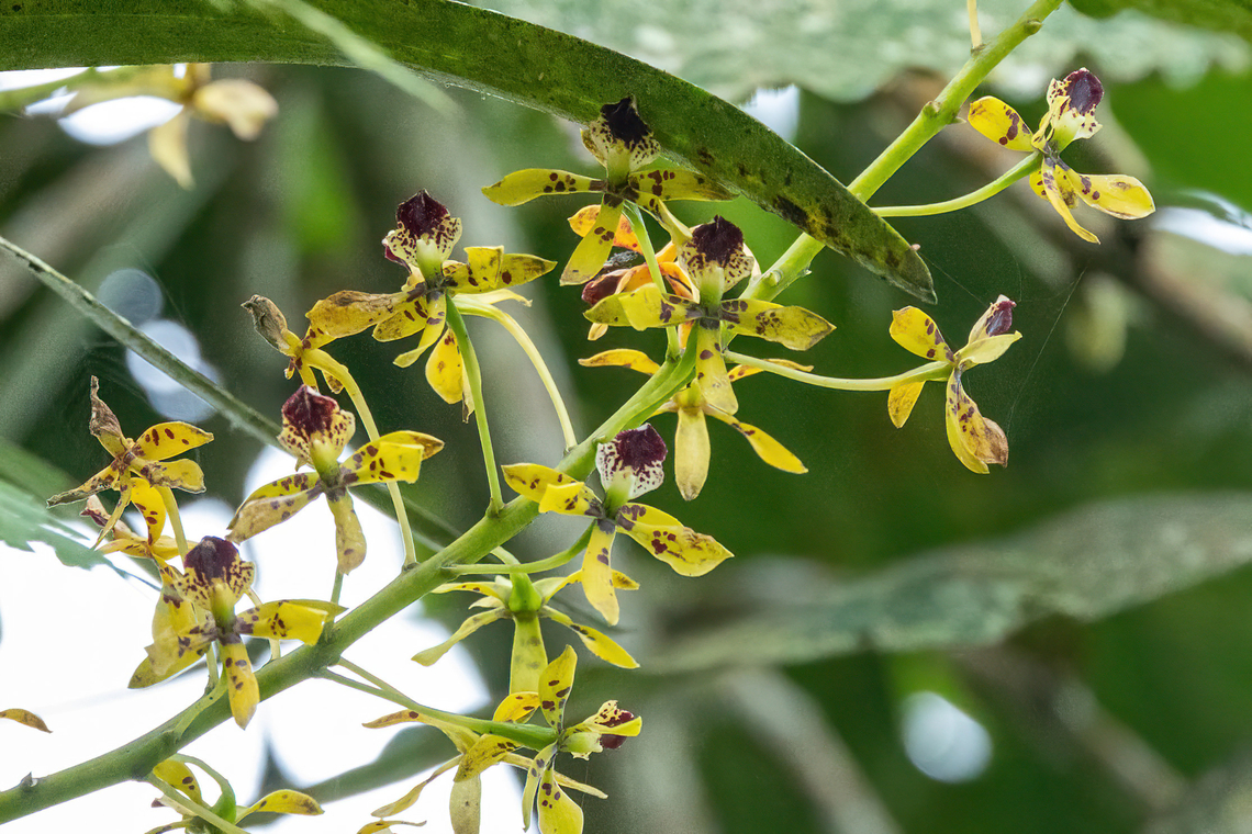 Prosthechea sceptra (Orchidaceae) Reserva Los Cuzcungos, Cundinamarca, Colombia. Nov 6, 2022 Colombia,Fall,Geotagged,Prosthechea sceptra