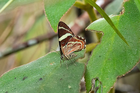 Erateina artabates (Geometridae) Reserva Los Cuzcungos, Cundinamarca, Colombia. Nov 6, 2022 Colombia,Erateina artabates,Fall,Geotagged