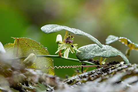 Passiflora erythrophylla (Passifloraceae) Reserva Los Cuzcungos, Cundinamarca, Colombia. Nov 6, 2022 Colombia,Fall,Geotagged,Passiflora erythrophylla