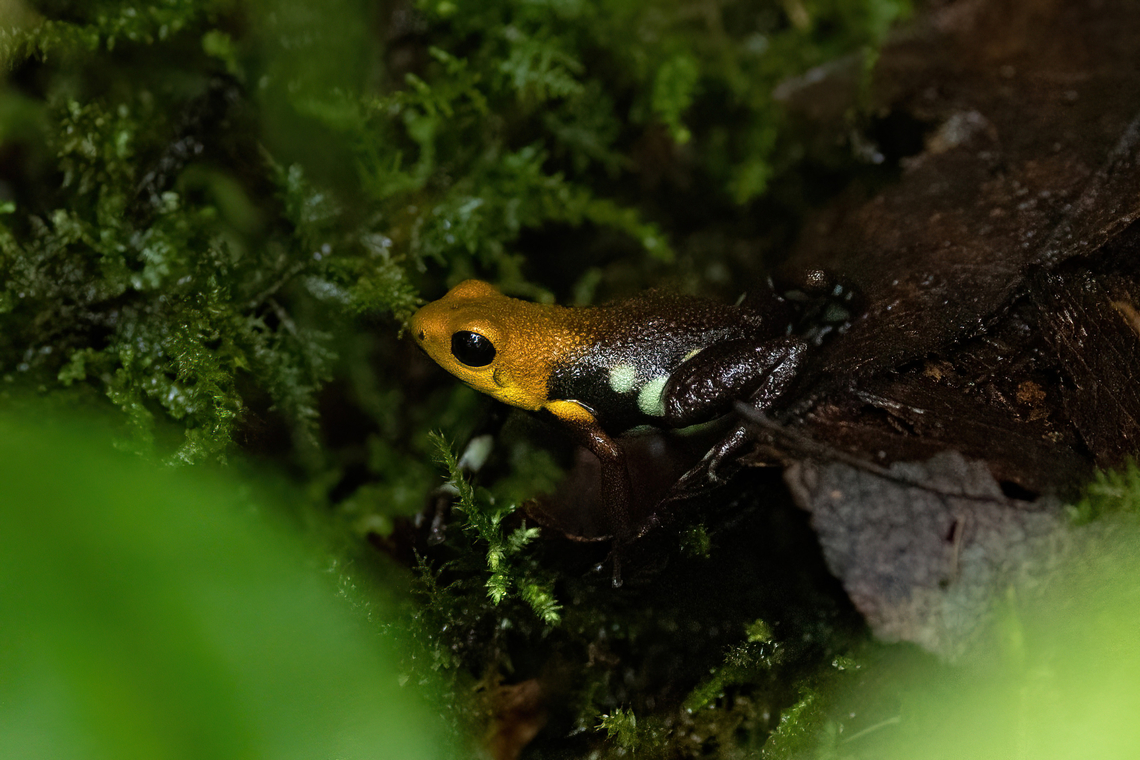 Supata Poison Frog (Andinobates supata) Supata, Cundinamarca, Colombia. Nov 6, 2022 Andinobates supata,Colombia,Fall,Geotagged,Supata Poison Frog