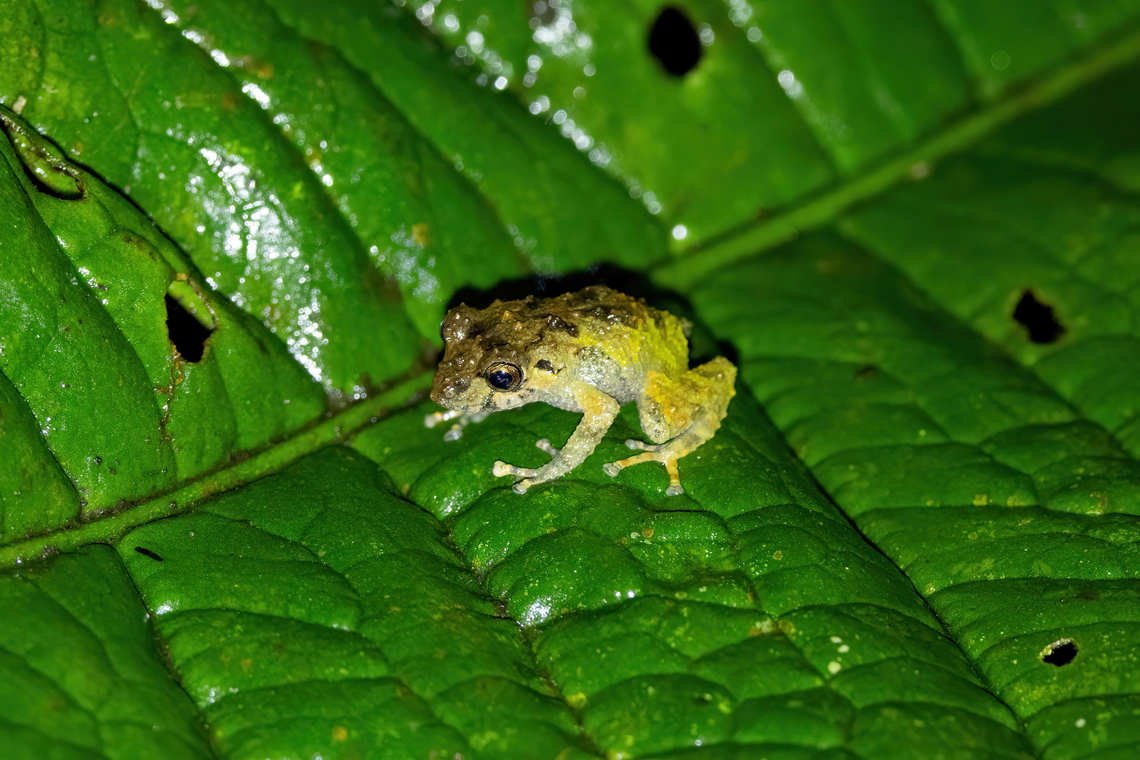 Rio Luisito Robber Frog (Pristimantis lutitus) Supata, Cundinamarca, Colombia. Nov 5, 2022 Colombia,Fall,Geotagged,Pristimantis lutitus