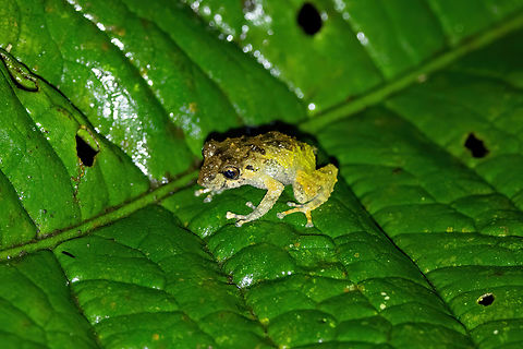 Rio Luisito Robber Frog (Pristimantis lutitus) Supata, Cundinamarca, Colombia. Nov 5, 2022 Colombia,Fall,Geotagged,Pristimantis lutitus