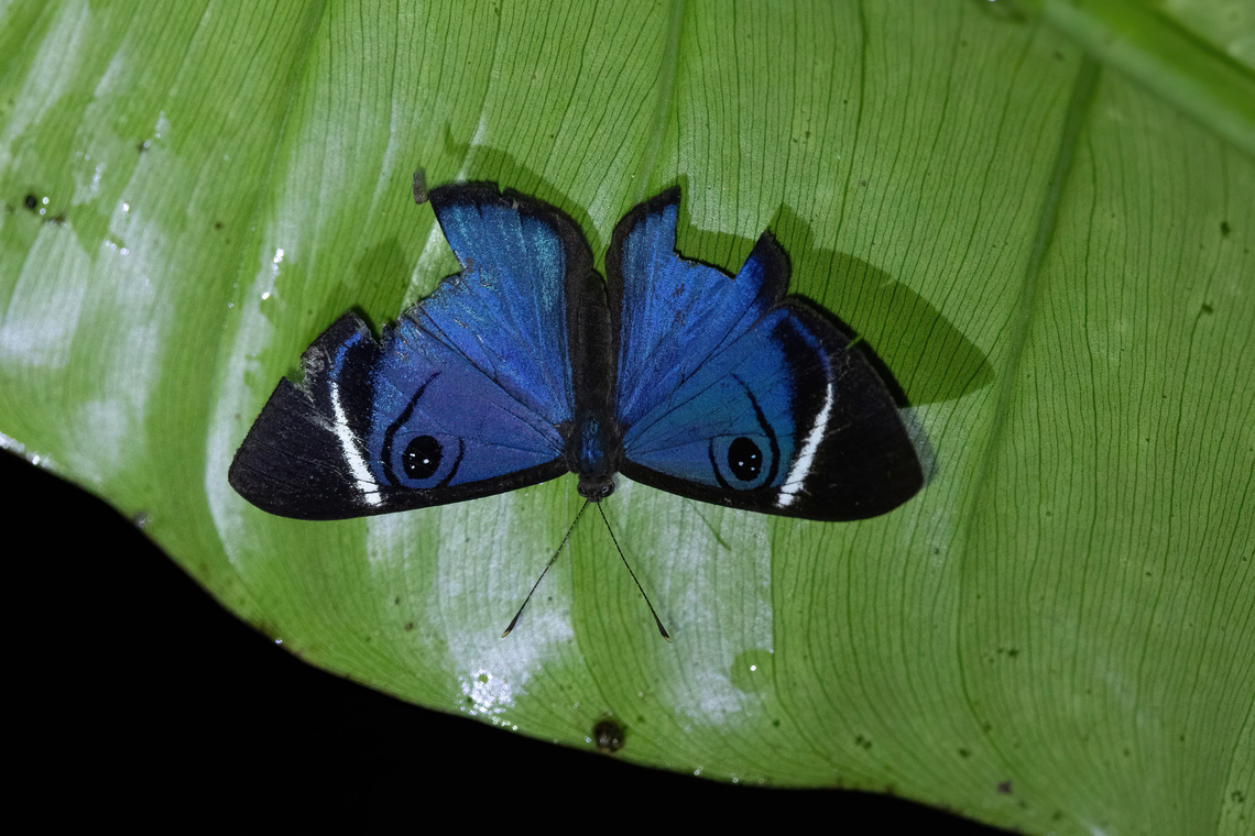 Mevania Eyed-Metalmark (Mesosemia mevania) Supata, Cundinamarca, Colombia. Nov 5, 2022 Colombia,Fall,Geotagged,Mesosemia mevania,Mevania Eyed-Metalmark