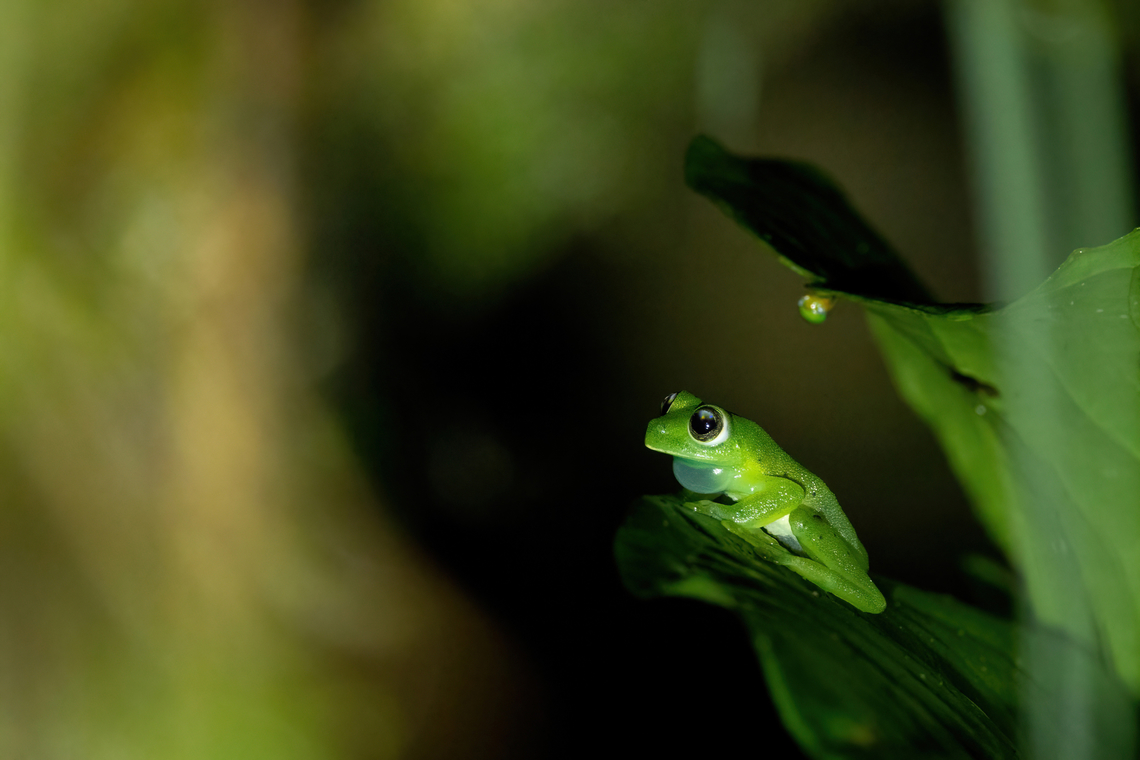 Andes Giant Glass Frog (Espadarana andina) Supata, Cundinamarca, Colombia. Nov 5, 2022 Andes giant glass frog,Colombia,Espadarana andina,Fall,Geotagged