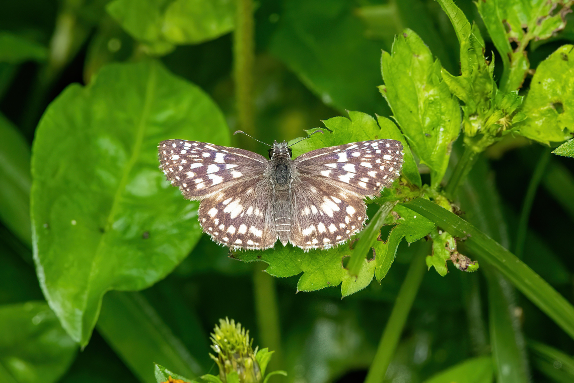 Orcus Checkered-Skipper (Burnsius orcus) San Francisco, Cundinamarca, Colombia. Nov 5, 2022 Burnsius orcus,Colombia,Fall,Geotagged,Orcus Checkered-Skipper