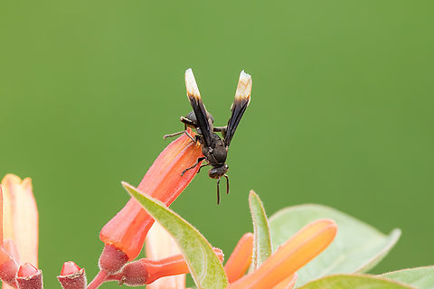 Parachartergus apicalis