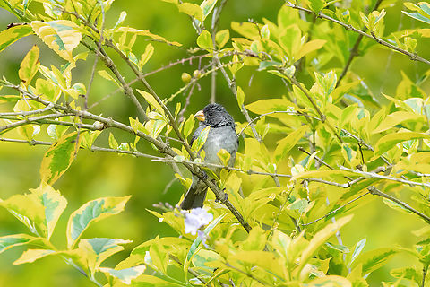 Gray Seedeater (Sporophila intermedia) San Francisco, Cundinamarca, Colombia. Nov 5, 2022 Colombia,Fall,Geotagged,Grey seedeater,Sporophila intermedia
