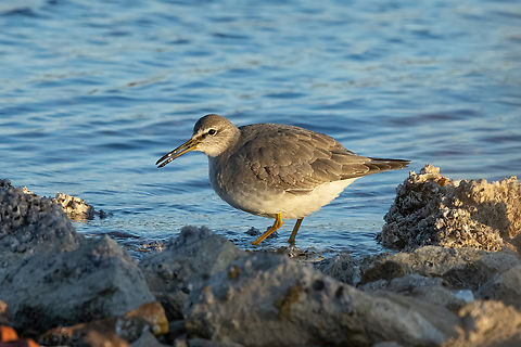 Grey-tailed tattler (Tringa brevipes) Balaruc les Bains, H&eacute;rault, France. Feb 26, 2023 France,Geotagged,Grey-tailed tattler,Tringa brevipes,Winter