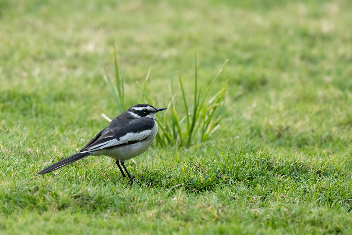 African pied wagtail (Motacilla aguimp) Nairobi, Kenya. Mar 3, 2023 African pied wagtail,Geotagged,Kenya,Motacilla aguimp,Summer