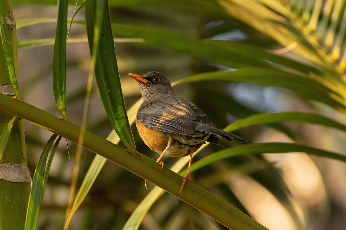 Abyssinian thrush (Turdus abyssinicus) Nairobi, Kenya. Mar 3, 2023 Abyssinian thrush,Geotagged,Kenya,Summer,Turdus abyssinicus
