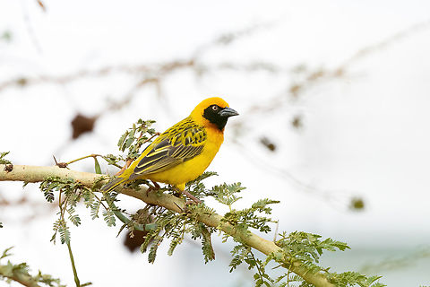Speke's weaver (Ploceus spekei) Mombasa road, Kenya. March 3, 2023 Geotagged,Kenya,Ploceus spekei,Speke's weaver,Summer