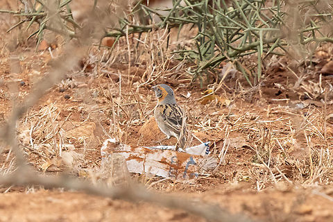 Kenya rufous sparrow (Passer rufocinctus) Mombasa road, Kenya. March 3, 2023 Geotagged,Kenya,Kenya sparrow,Passer rufocinctus,Summer