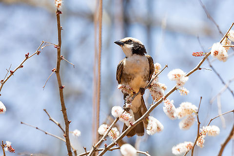 Northern white-crowned shrike (Eurocephalus ruppelli) Tsavo West NP, Kenya. Mar 3, 2023 Eurocephalus ruppelli,Geotagged,Kenya,Northern white-crowned shrike,Summer