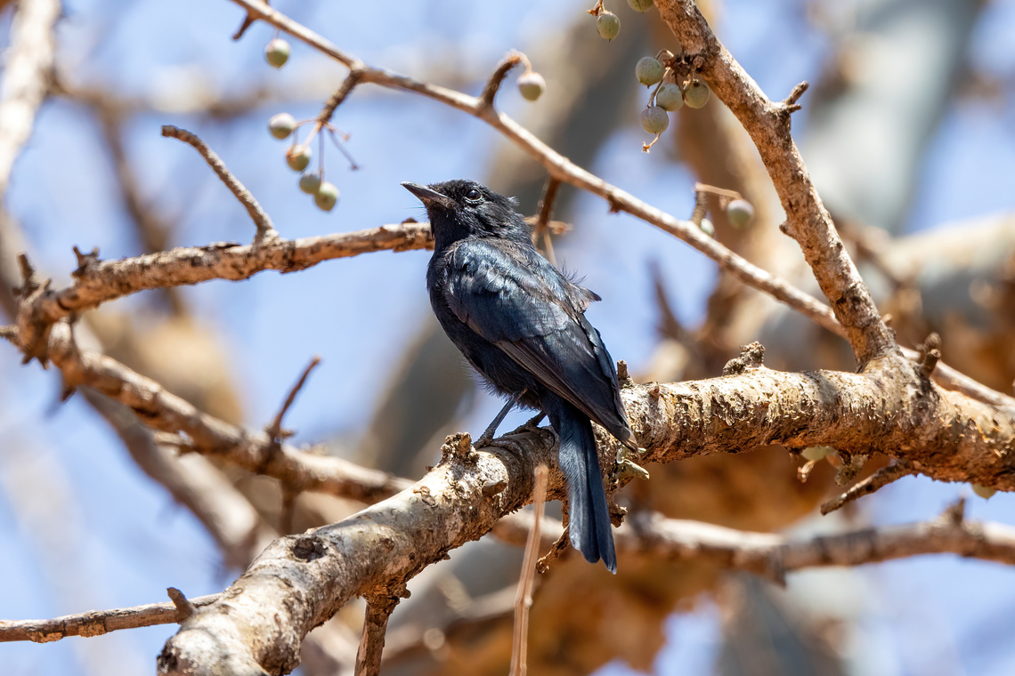 Southern Black-Flycatcher (Melaenornis pammelaina) Tsavo West NP, Kenya. Mar 3, 2023 Geotagged,Kenya,Melaenornis pammelaina,Southern black flycatcher,Summer