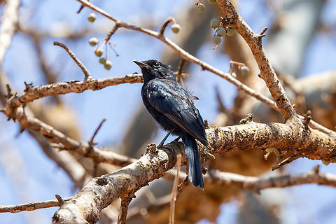 Southern Black-Flycatcher (Melaenornis pammelaina) Tsavo West NP, Kenya. Mar 3, 2023 Geotagged,Kenya,Melaenornis pammelaina,Southern black flycatcher,Summer