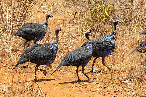Vulturine Guineafowl (Acryllium vulturinum) Tsavo West NP, Kenya. Mar 3, 2023 Acryllium vulturinum,Geotagged,Kenya,Summer,Vulturine Guineafowl