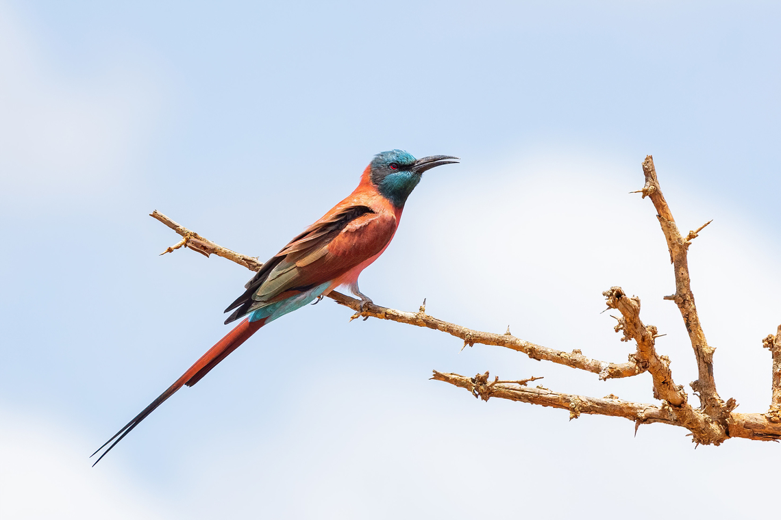 Northern Carmine Bee-eater (Merops nubicus) Tsavo West NP, Kenya. Mar 3, 2023 Geotagged,Kenya,Merops nubicus,Northern Carmine Bee-eater,Summer