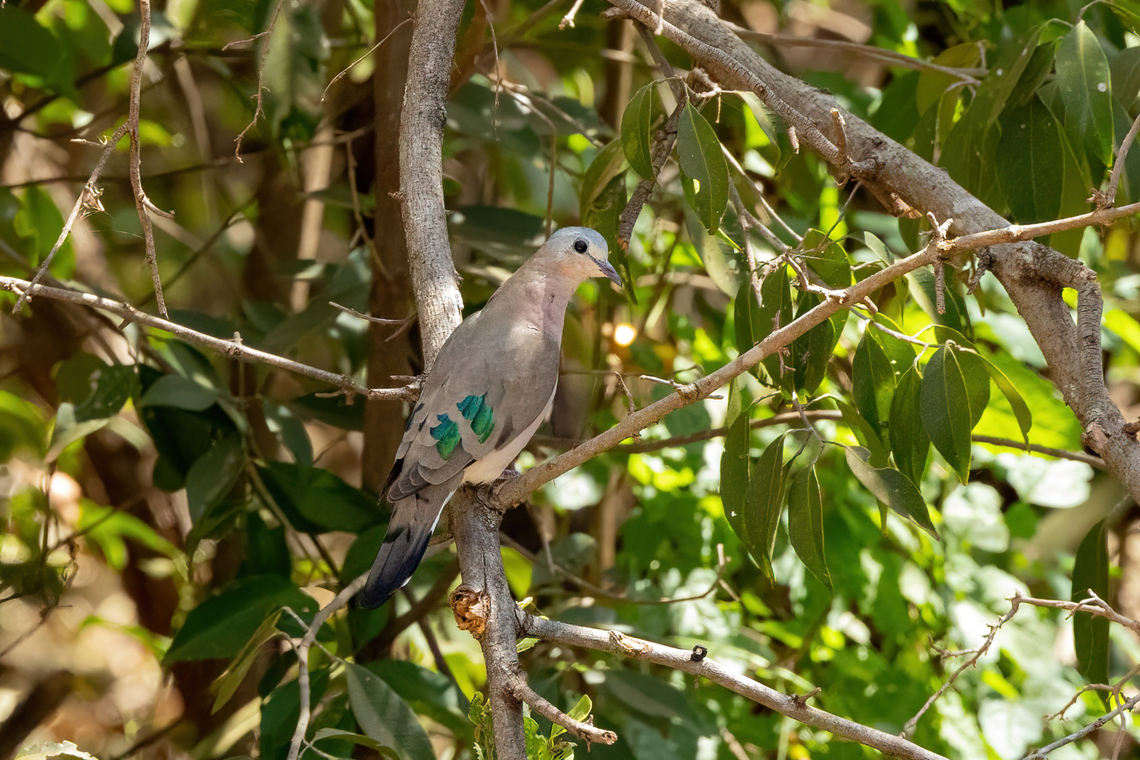Emerald-spotted wood dove (Turtur chalcospilos) Kilaguni, Tsavo West NP, Kenya. Mar 3, 2023 Emerald-spotted wood dove,Geotagged,Kenya,Summer,Turtur chalcospilos