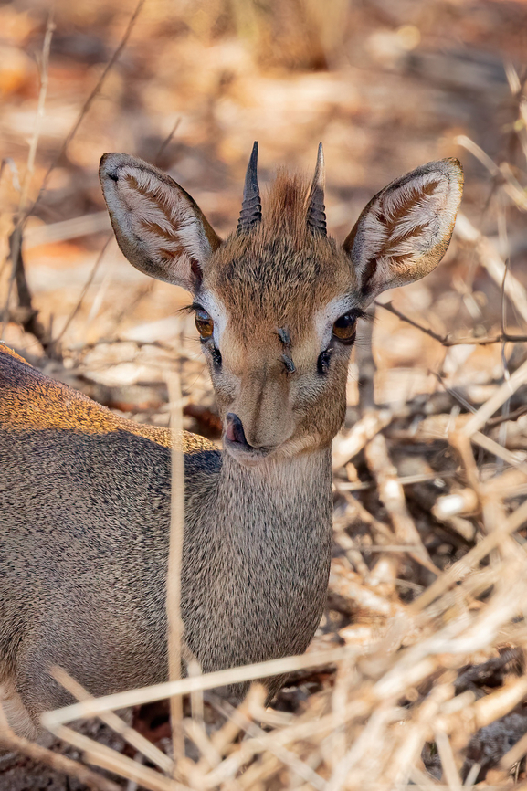 Hinde's Dik-Dik (Madoqua hindei) Tsavo West NP, Kenya. Mar 3, 2023 Geotagged,Hinde's Dik-Dik,Kenya,Madoqua hindei,Summer