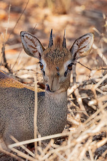 Hinde's Dik-Dik