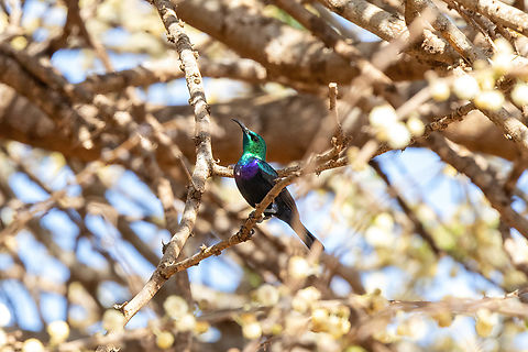 Violet-breasted Sunbird (Cinnyris chalcomelas) Tsavo West NP, Kenya. Mar 3, 2023 Cinnyris chalcomelas,Geotagged,Kenya,Summer,Violet-breasted sunbird