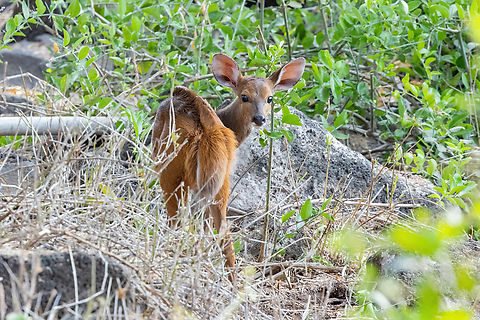 Southern bushbuck (Tragelaphus sylvaticus) Tsavo West NP, Kenya. Mar 3, 2023 Geotagged,Imbabala,Kenya,Summer,Tragelaphus sylvaticus
