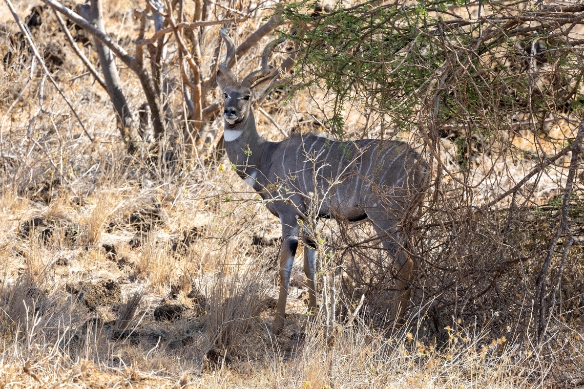 Lesser kudu (Tragelaphus imberbis) Tsavo West NP, Kenya. Mar 3, 2023 Geotagged,Kenya,Lesser kudu,Summer,Tragelaphus imberbis
