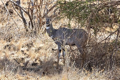 Lesser kudu (Tragelaphus imberbis) Tsavo West NP, Kenya. Mar 3, 2023 Geotagged,Kenya,Lesser kudu,Summer,Tragelaphus imberbis